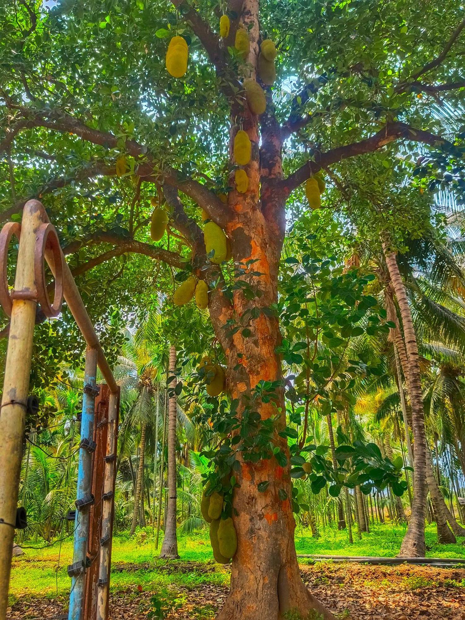 Shivalaya Farmstay Located Amdist Coconut Farm With River Access Near Isha,Adiyogi,Siruvani Alāndurai Exteriör bild